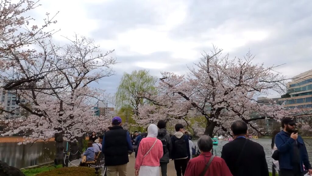 Tokyo Ueno Cherry Blossom Festival