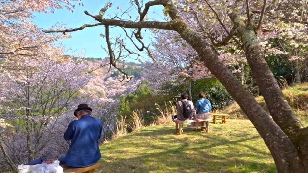 Yoshino Cherry Blossom Festival